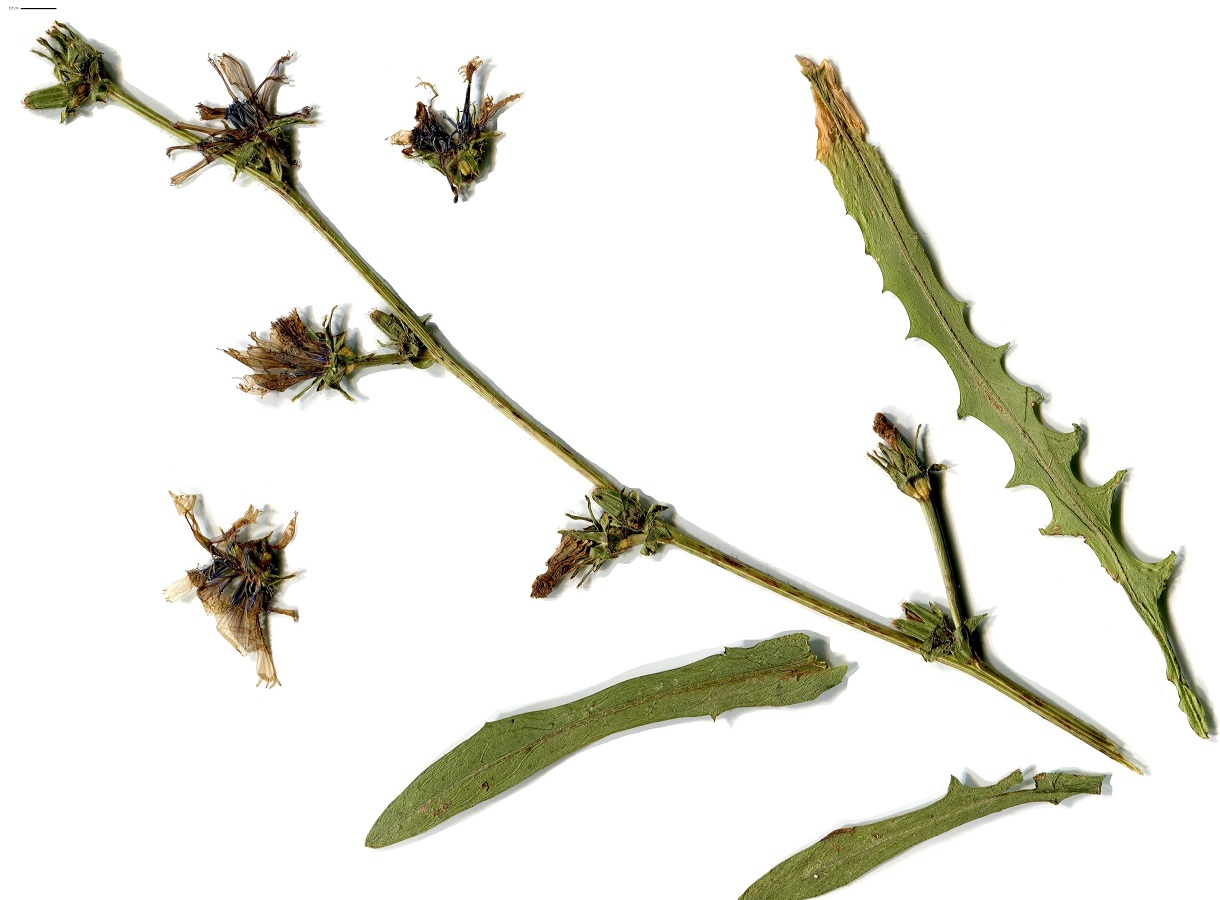 Cichorium intybus (Asteraceae)